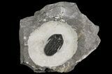 Kayserops Trilobite - Mrakib, Morocco #154807-1